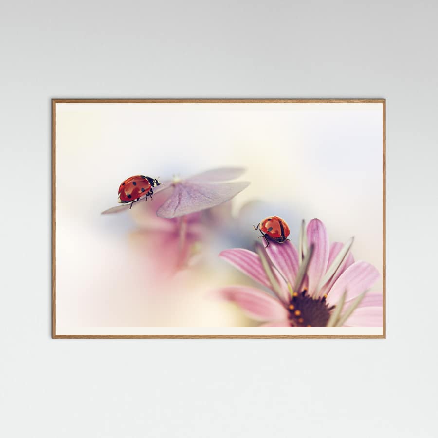 Last days of summer Poster – poster and art print