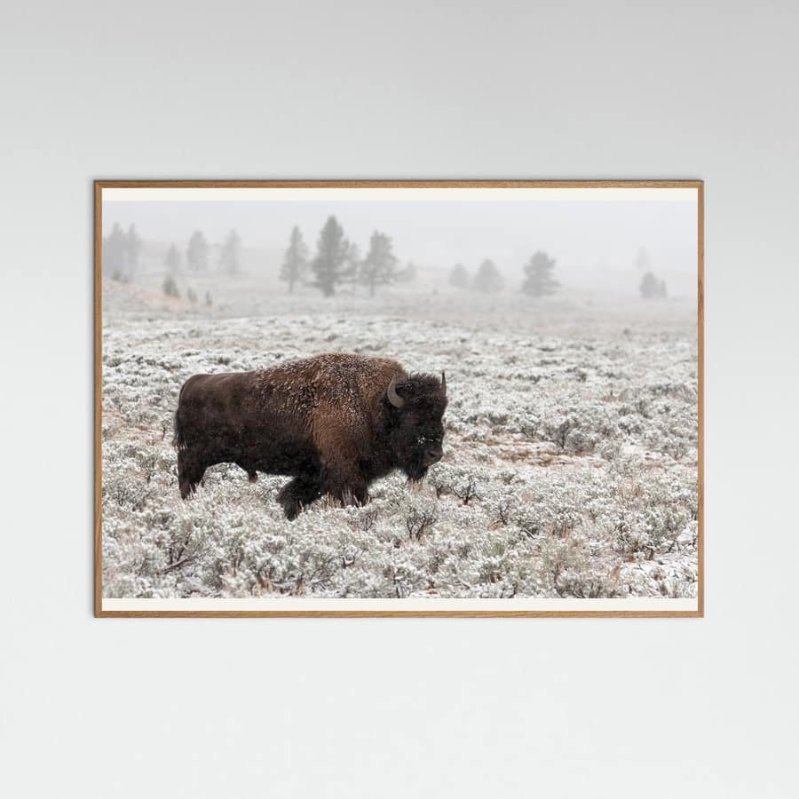Late Fall Yellowstone -juliste – juliste ja taidepainatus