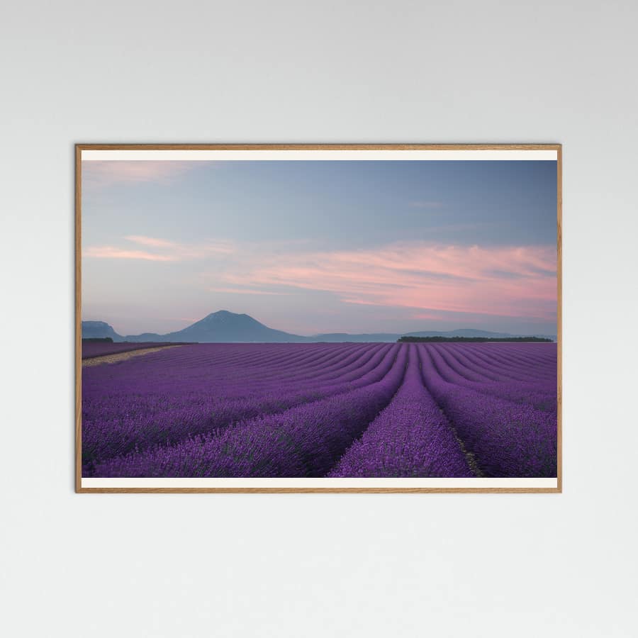 Lavender field Poster