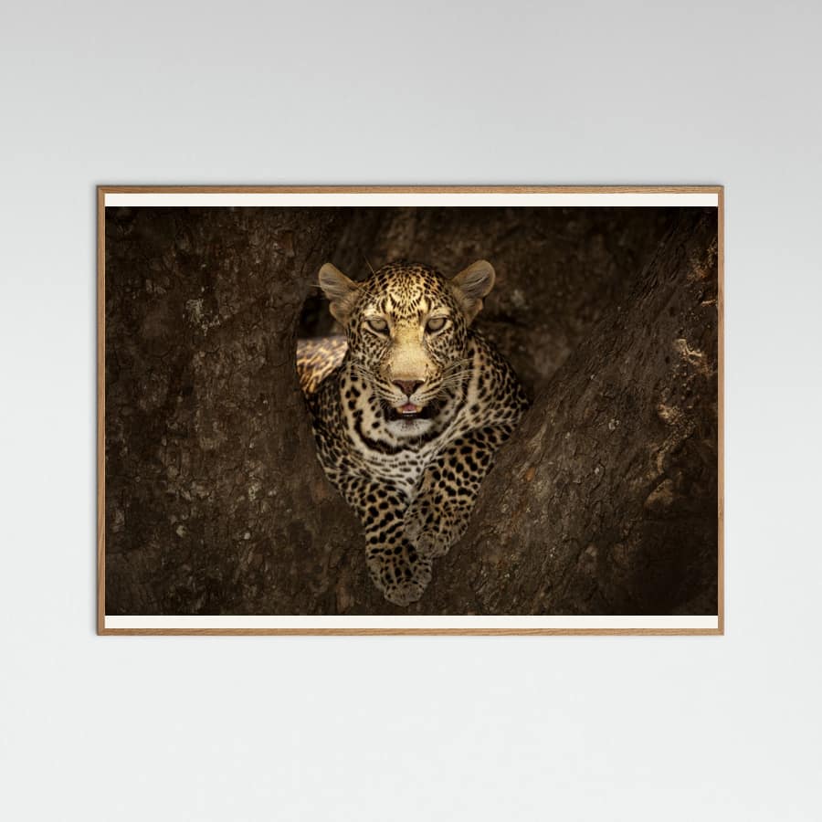 Plakat Leopard Resting on a Tree at Masai Mara – plakat i druk artystyczny