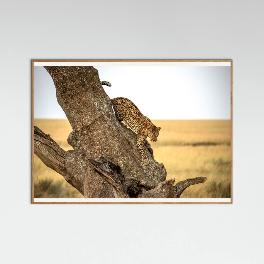 Leopard - Serengheti, Tanzania Poster – plakat og kunsttryk
