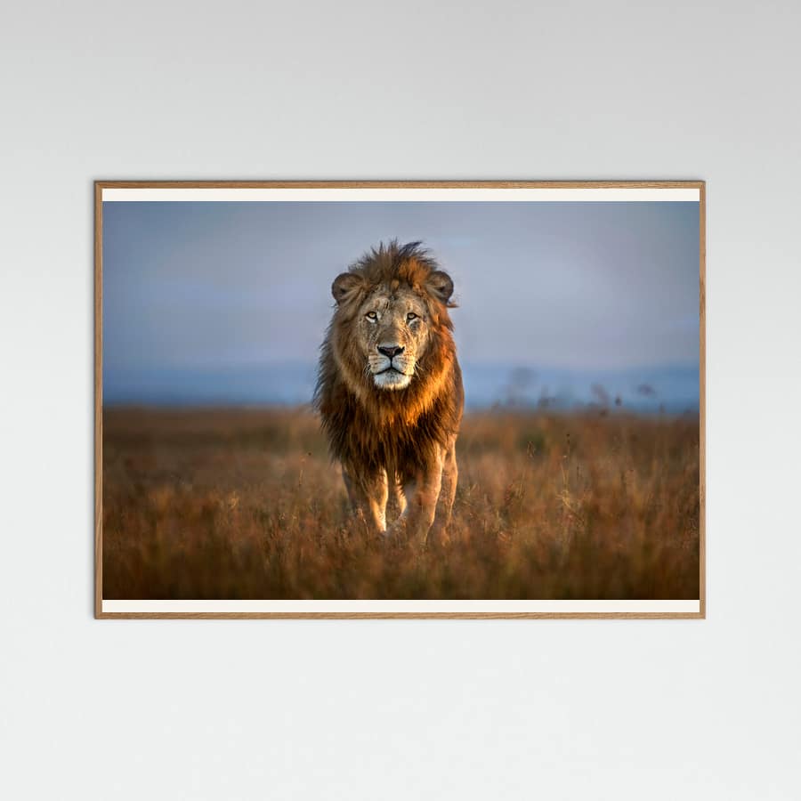 Lion Close Up -juliste – juliste ja taidepainatus