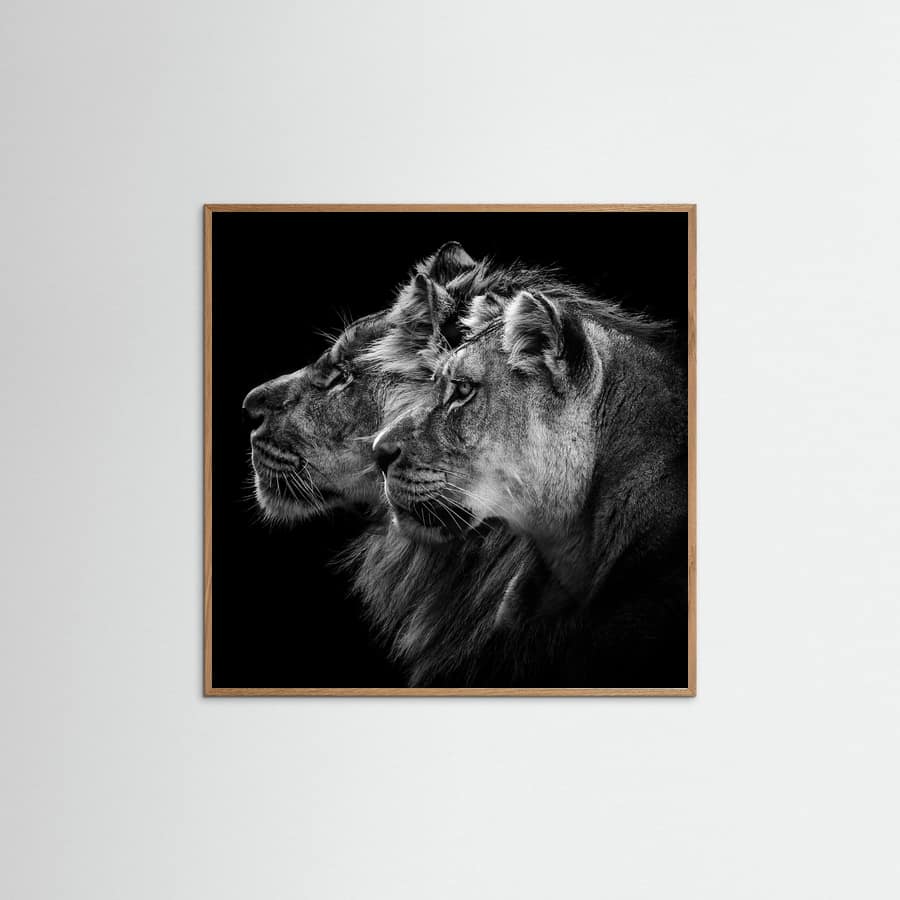 Affiche Lion and  lioness portrait – affiche et impression d’art