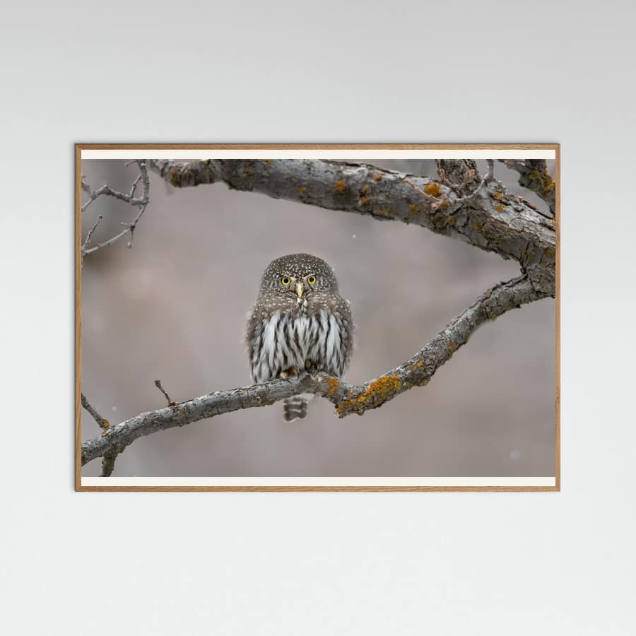 Poster Little guy in the snow – poster e stampa artistica