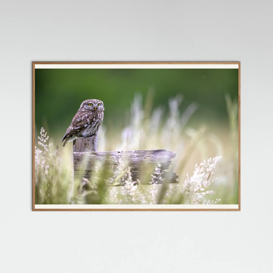 Plakat Little owl – plakat i druk artystyczny