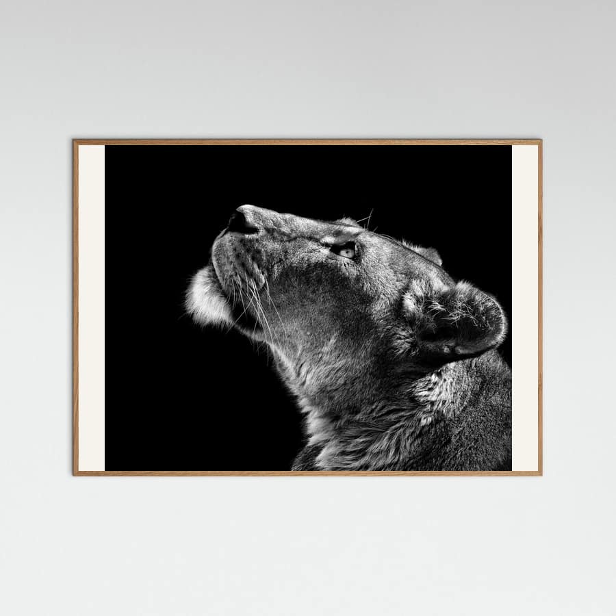Looking Up Poster