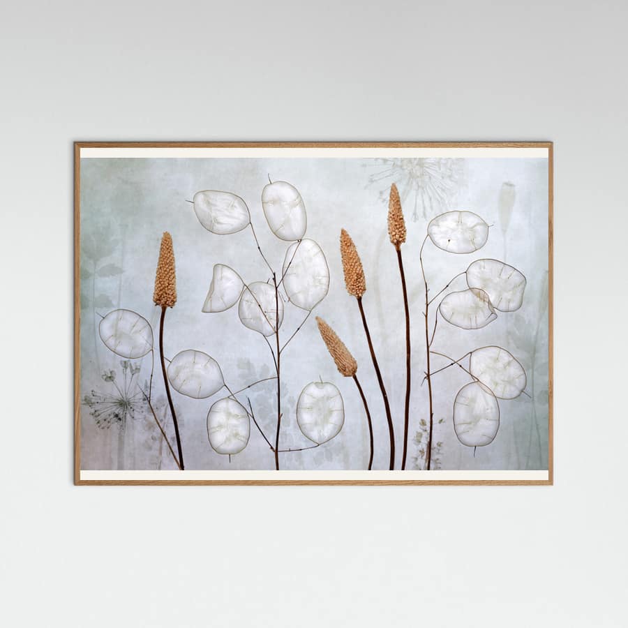 Lunaria Poster