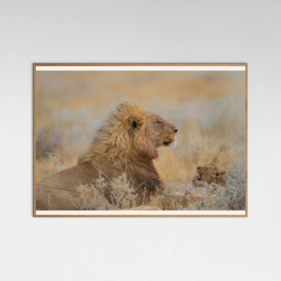 Plakat Male lion with cub – plakat i druk artystyczny