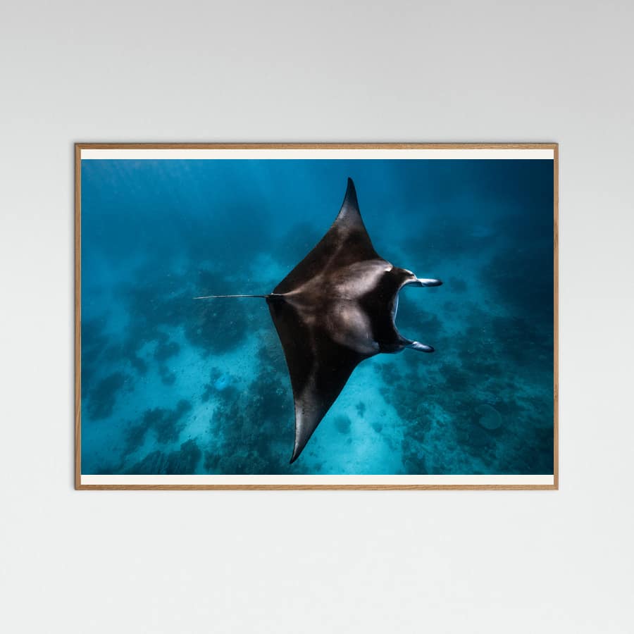 Manta fly!!! Poster