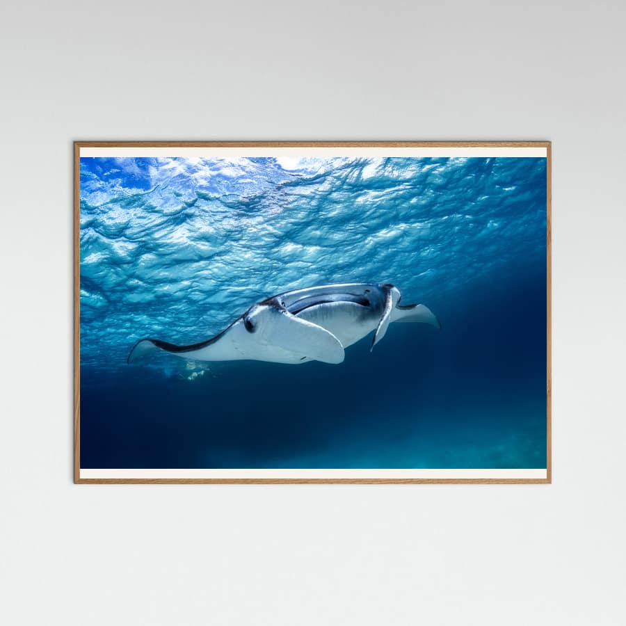 Manta ray Poster
