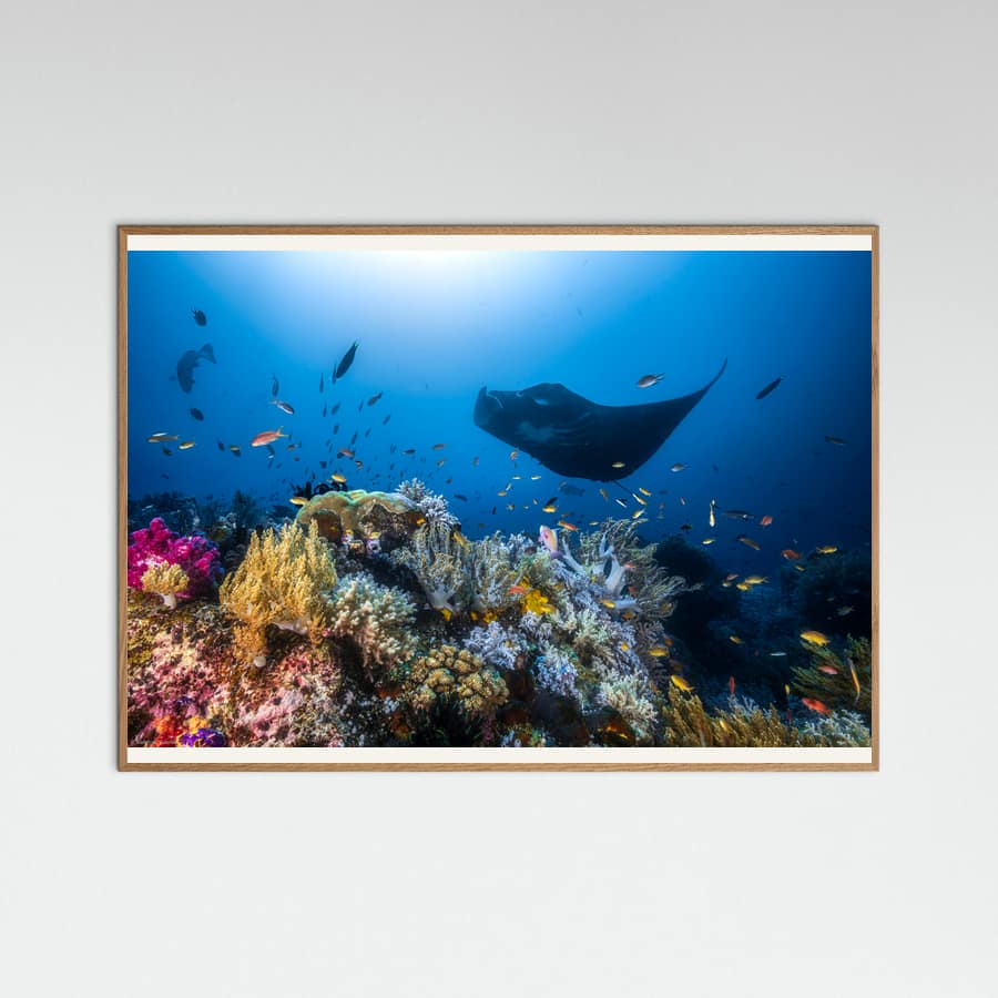 Manta reef on the reef Poster