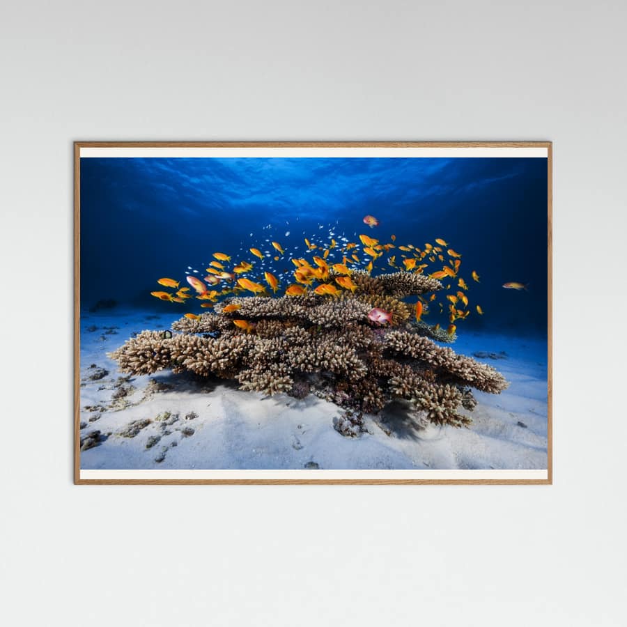 Marine Life Poster