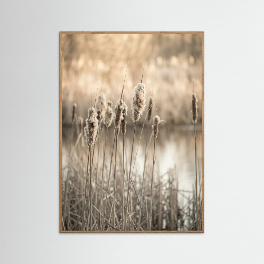 Meadow Thistle Glow