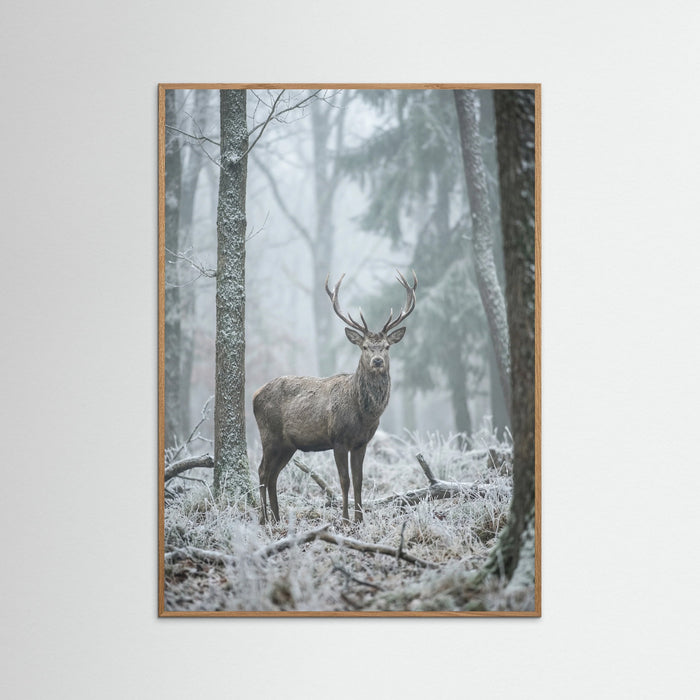 Oak Nature Misty Bear Wanderer