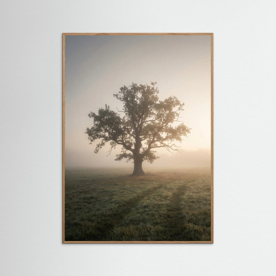 Misty Forest Road