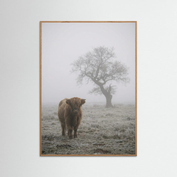 Oak Nature Misty Sheep