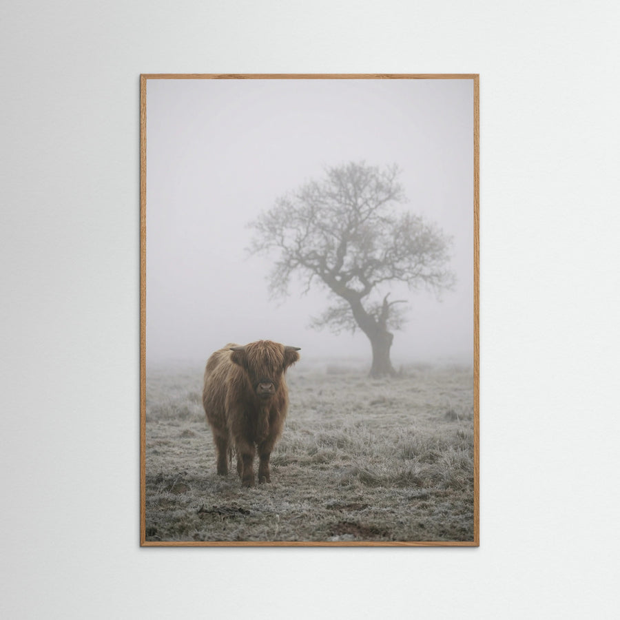 Misty Sheep