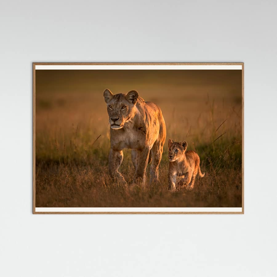 Mom lioness with cub -juliste – juliste ja taidepainatus