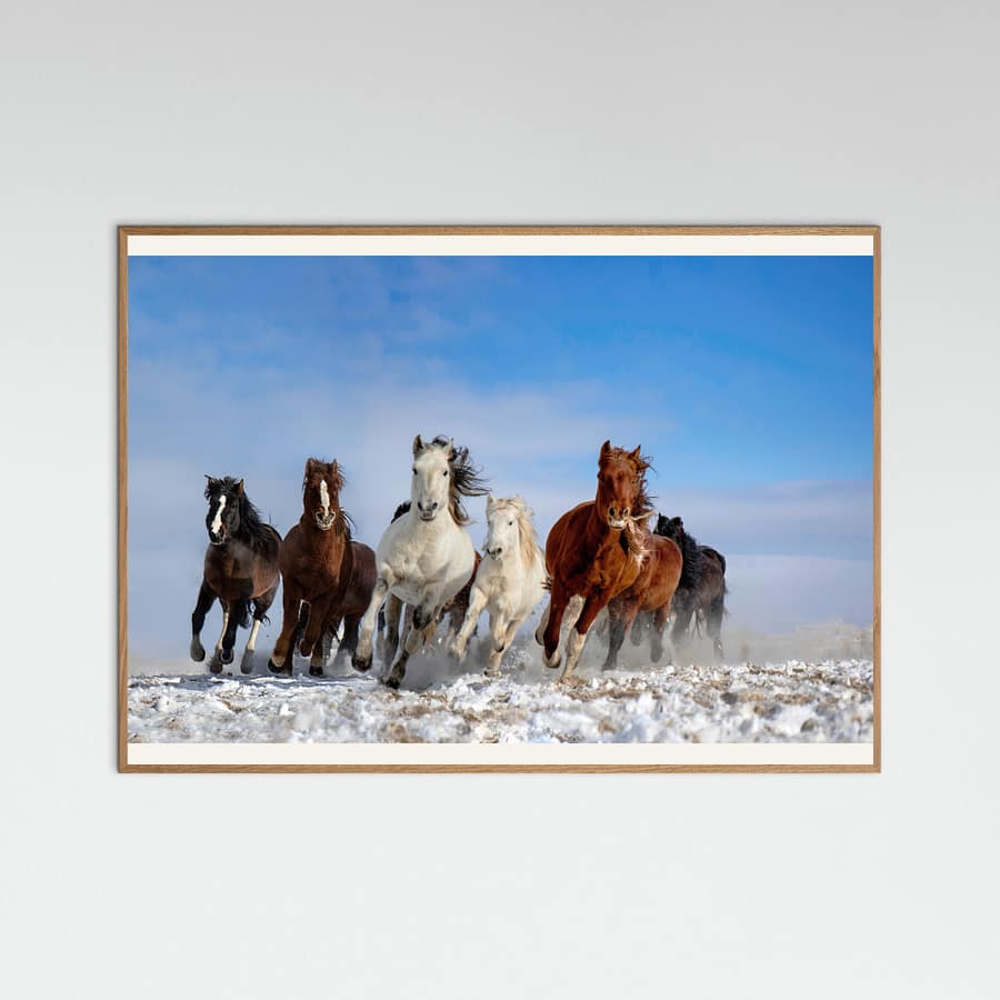 Mongolia Horses Poster – plakat og kunsttryk