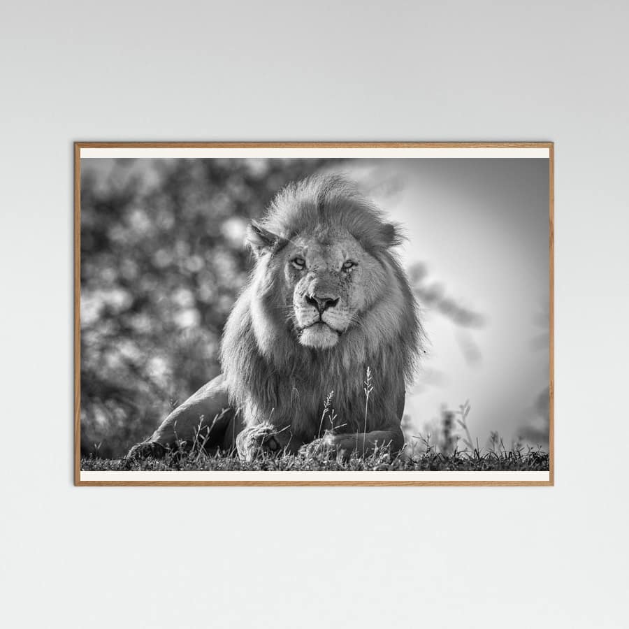 Monochromatic lion king Poster