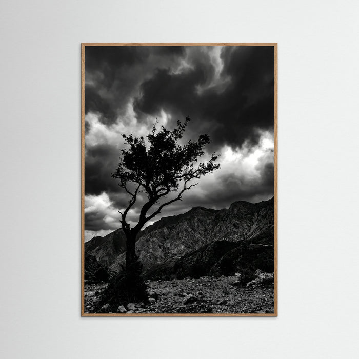 Oak Nature Monochrome Seascape