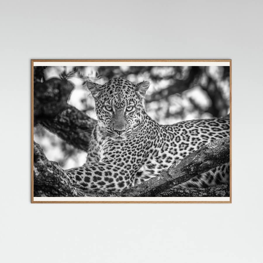 Monochrome beauty Poster – plakat og kunsttryk