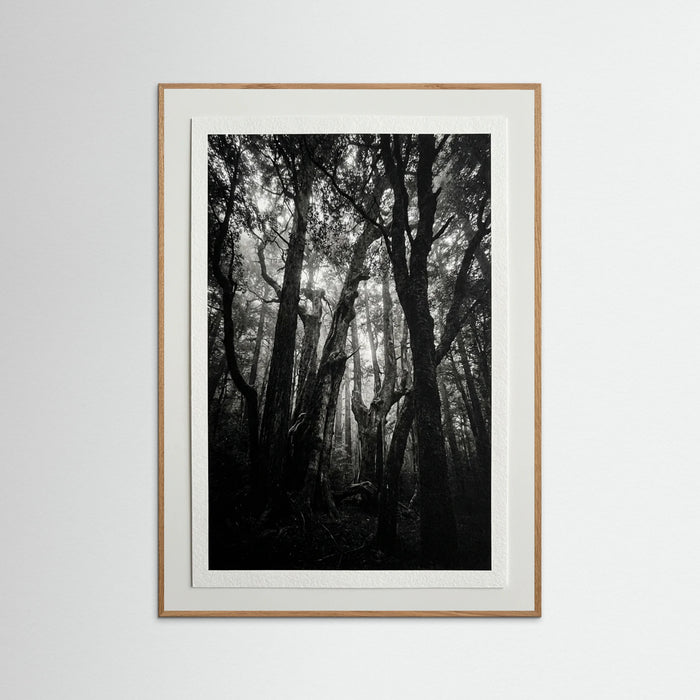 Oak Nature Monolith Coast