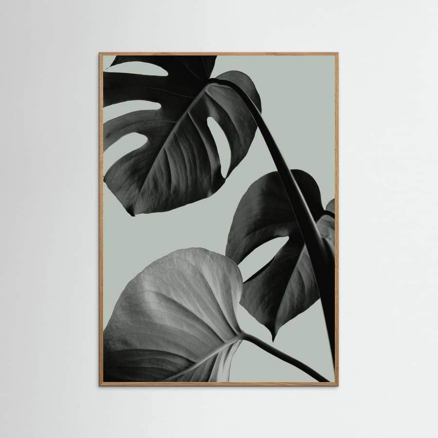 Monstera Teal 07 Poster – plakat og kunsttryk