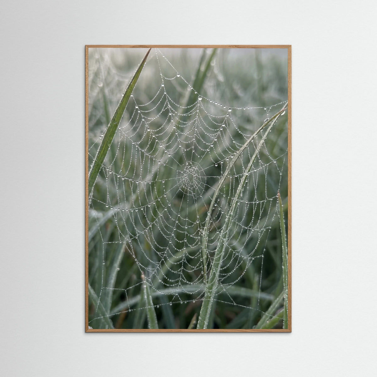 Oak Nature Morning Dew