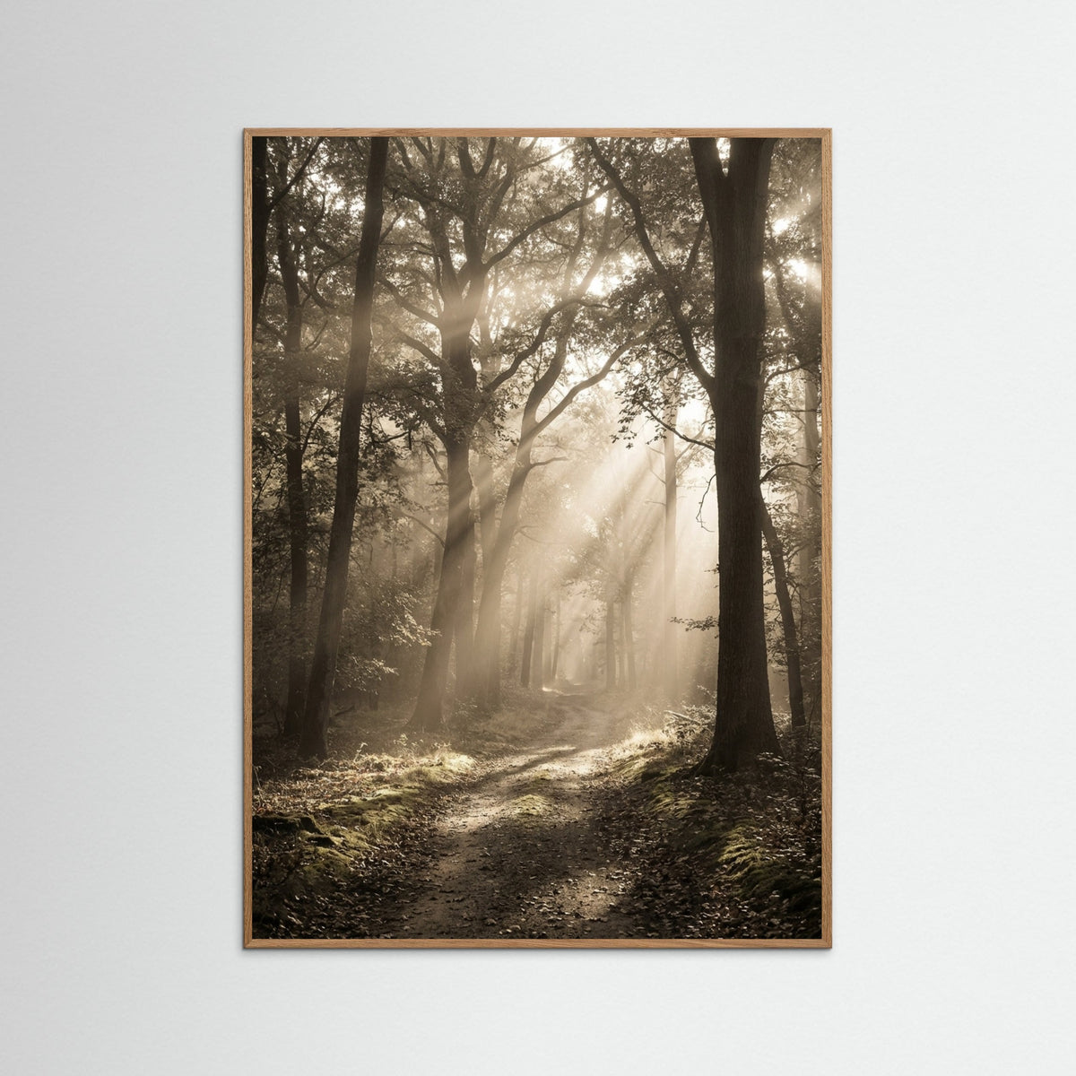 Oak Nature Morning Radiance