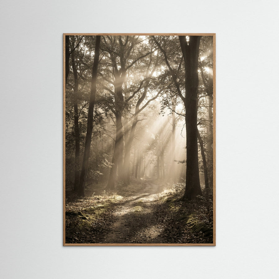 Morning Radiance