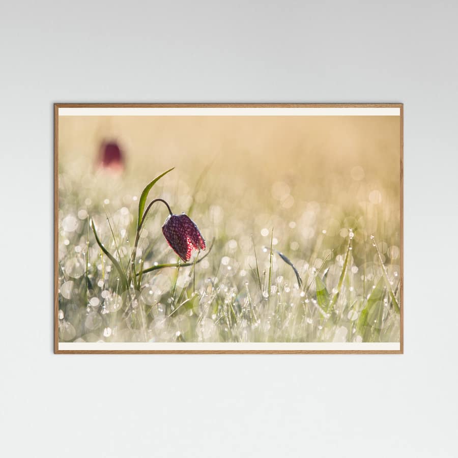 Morningdew Poster