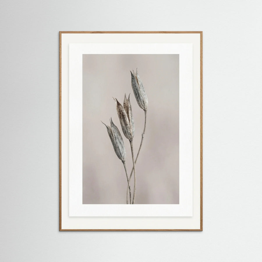 Muted Bloom