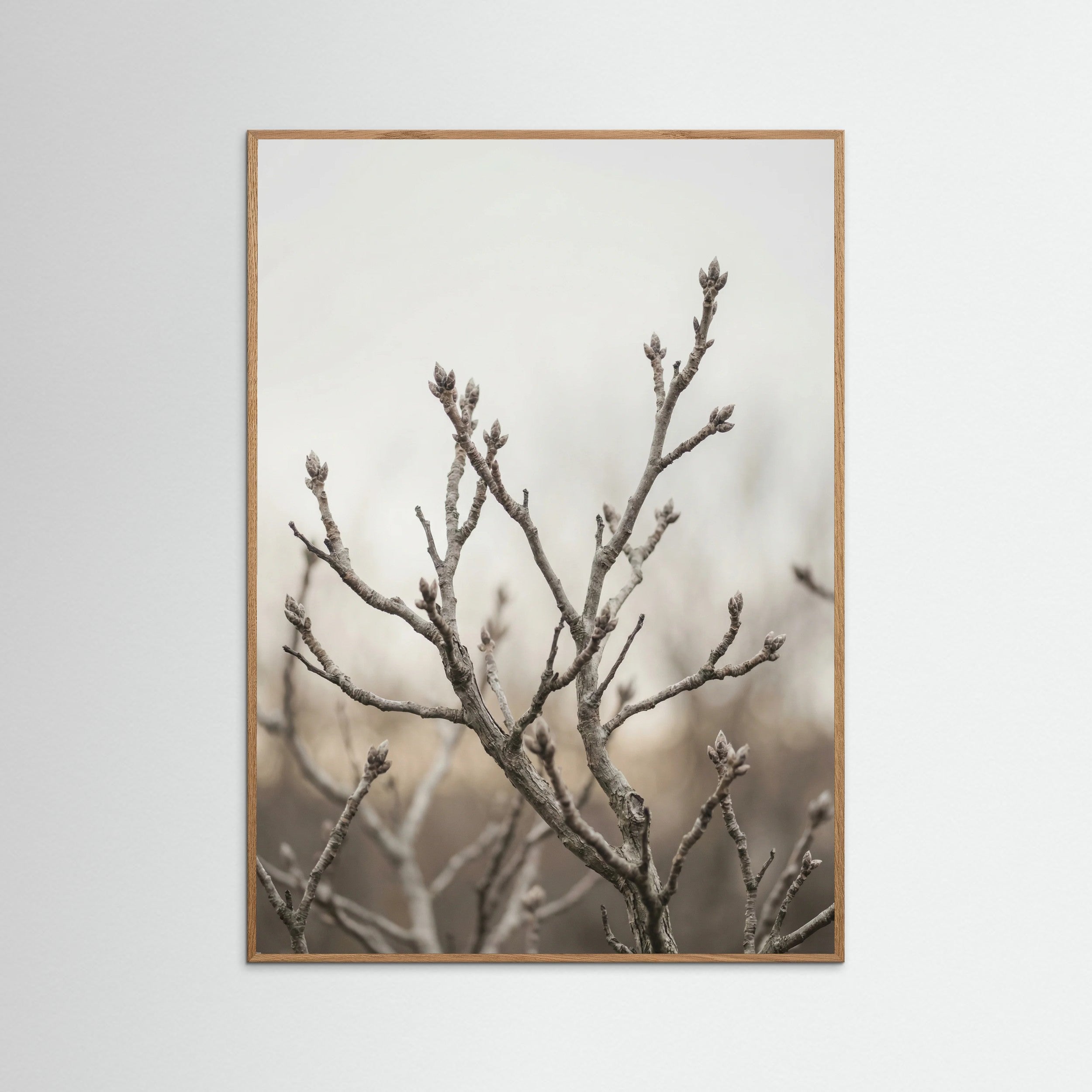 Oak Nature Muted Field