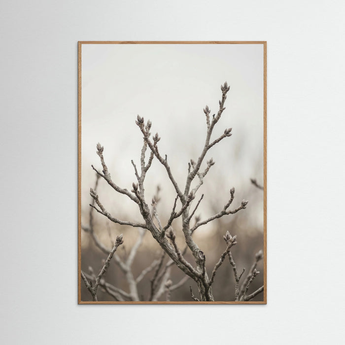Oak Nature Muted Field