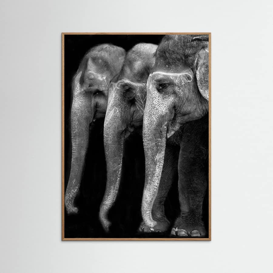 Affiche Nature\'s great masterpiece, an elephant; the only harmless great thing ... – affiche et impression d’art