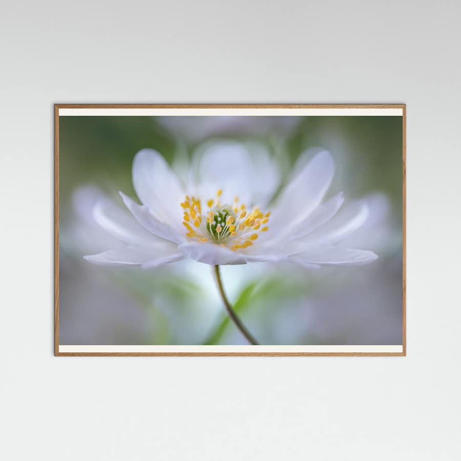 Nemorosa Nirvana Poster