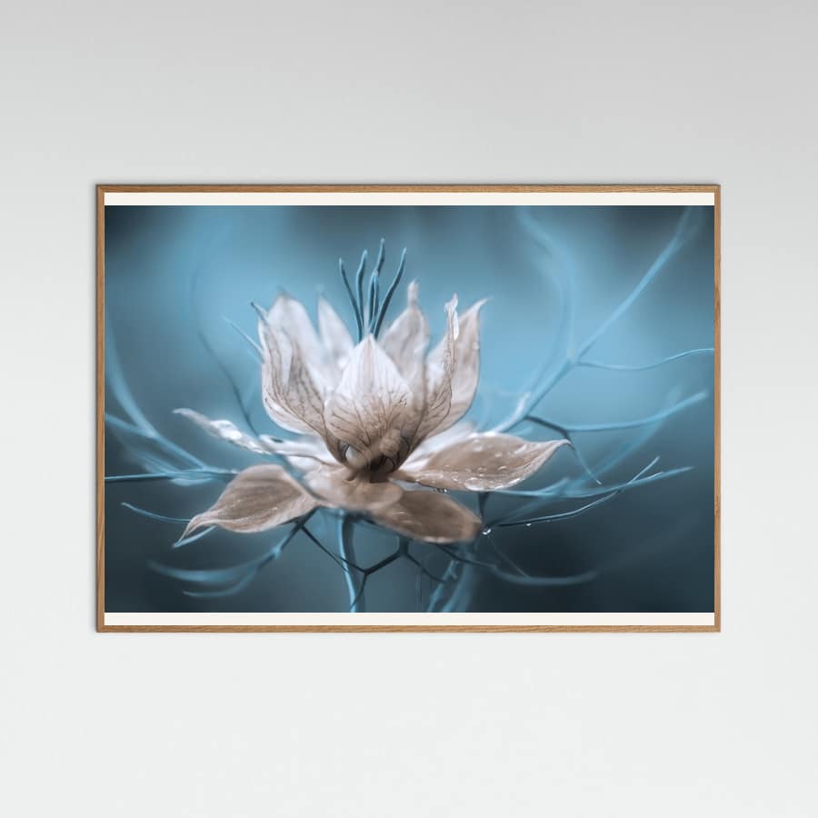 Plakat *Nigella* – plakat i druk artystyczny