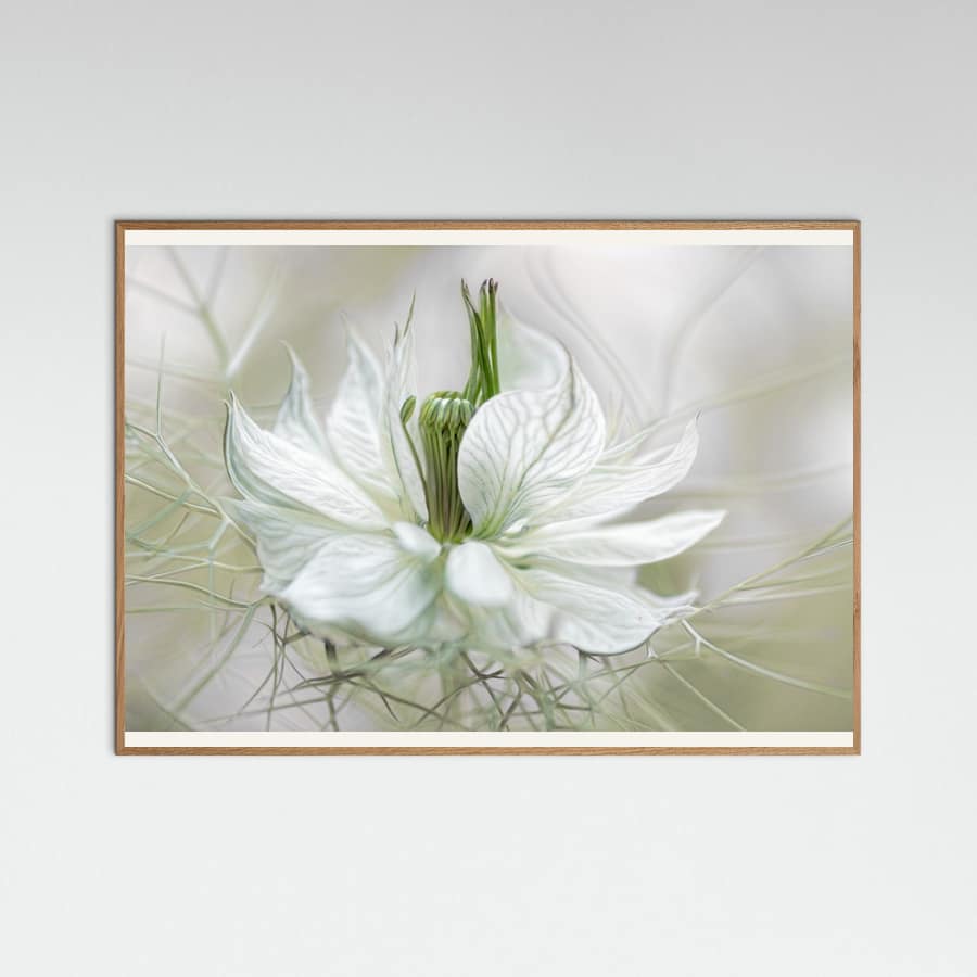Nigella Poster – poster and art print