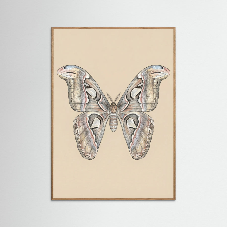 Nocturnal Elegance