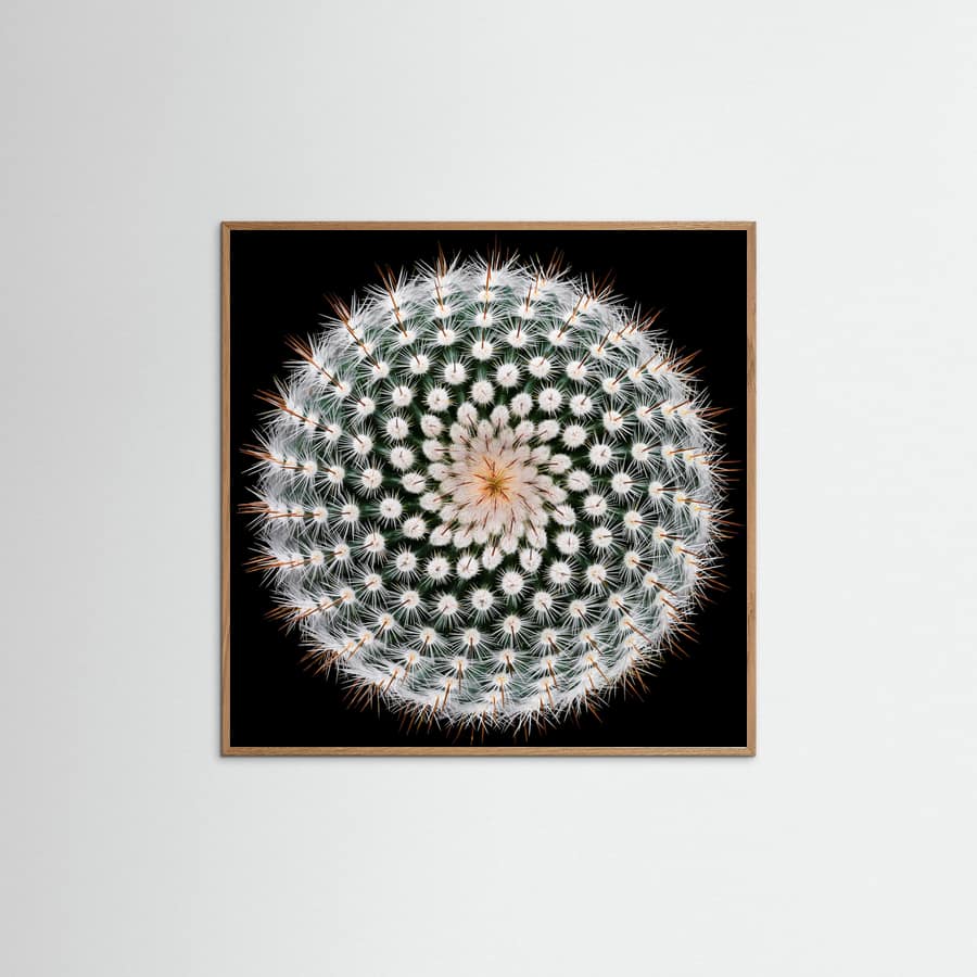 Notocactus scopa Poster – poster and art print