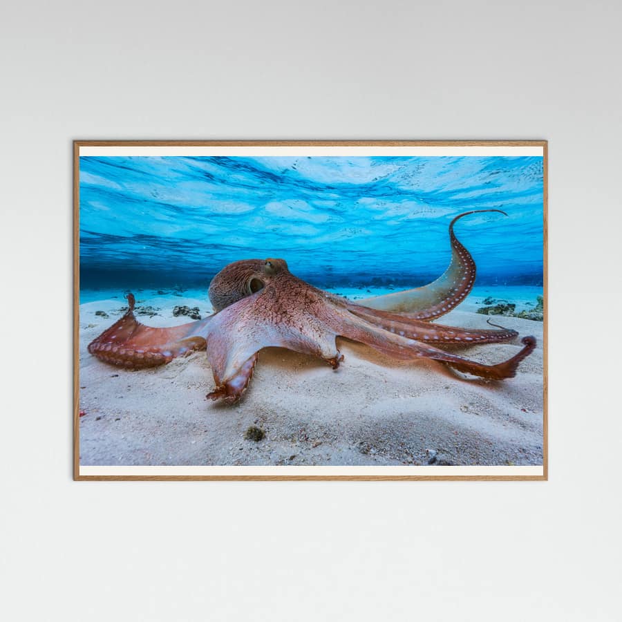 Plakat Octopus – plakat i druk artystyczny
