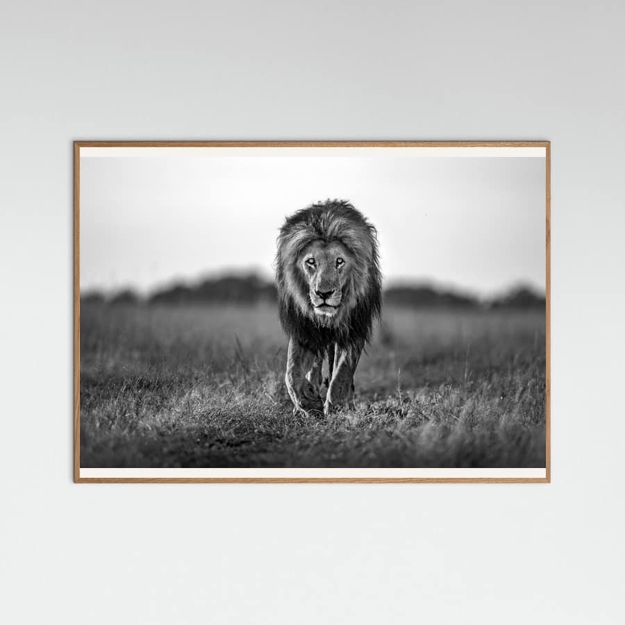 Old boy -juliste – juliste ja taidepainatus