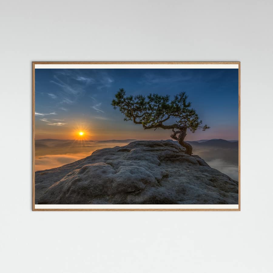 Plakat Old pine – plakat i druk artystyczny