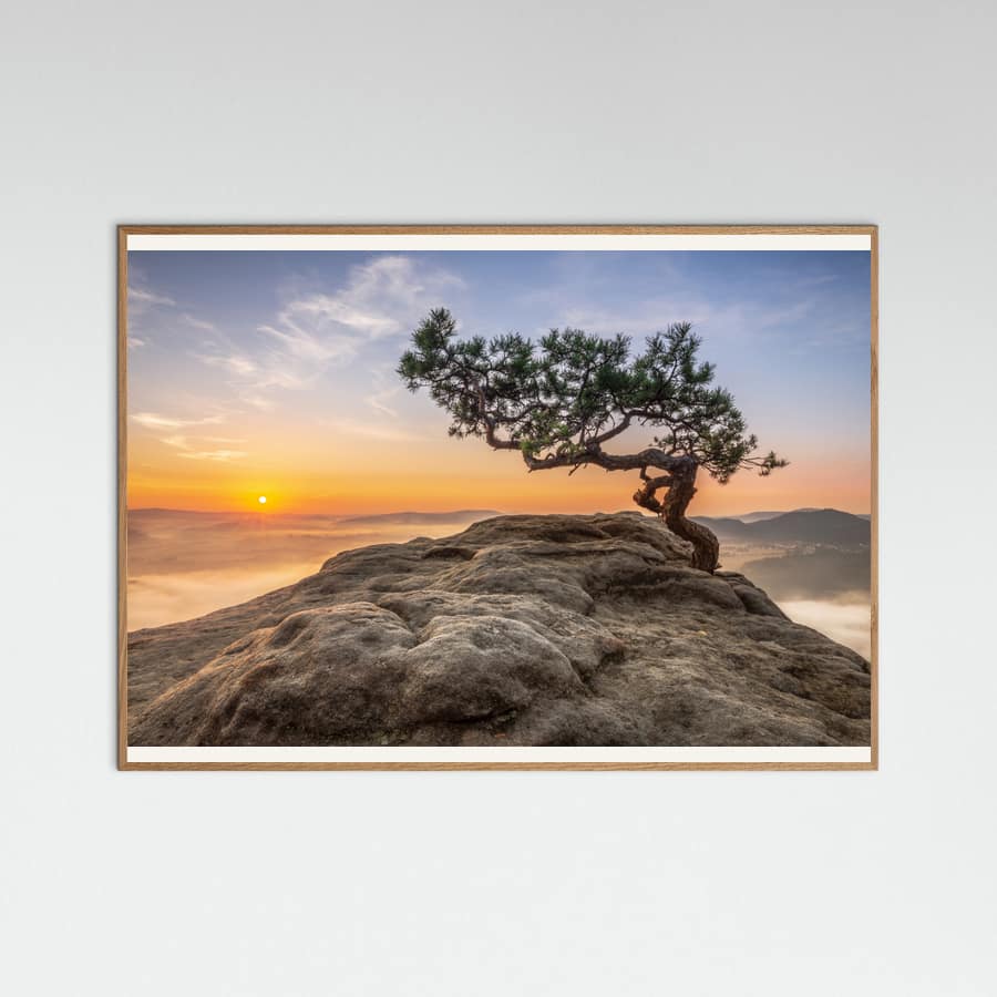Plakat Old pine – plakat i druk artystyczny