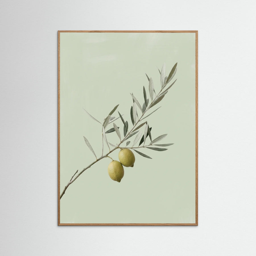 Olive Branch Serenity