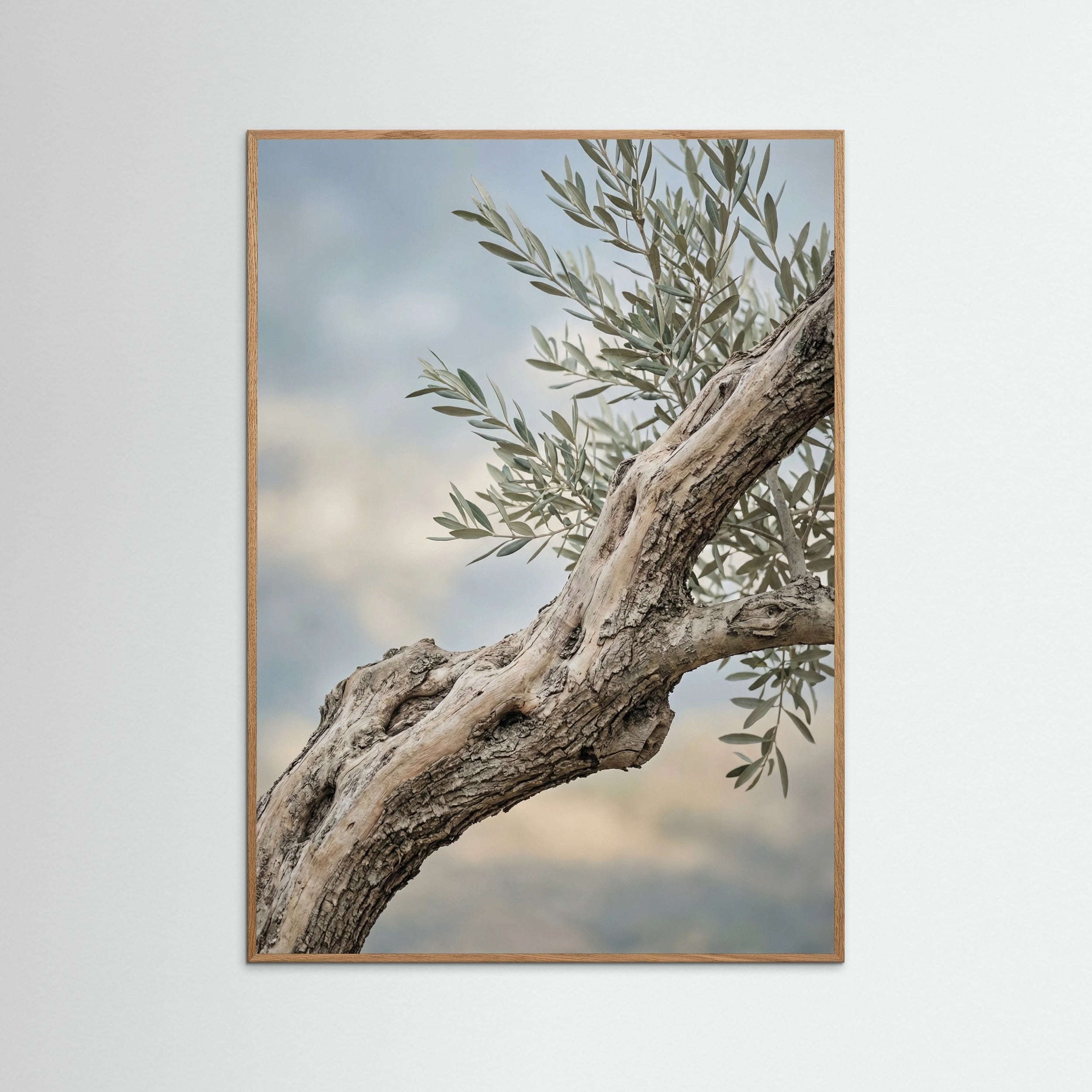 Oak Nature Olive Grove Path