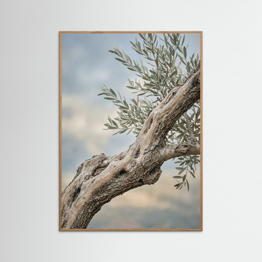 Olive Grove Path