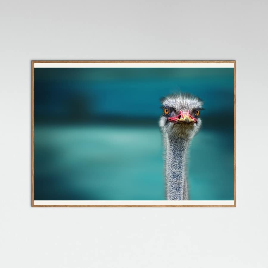 Ostrich Protecting two Poor Chicken from the Wind Poster – poster and art print