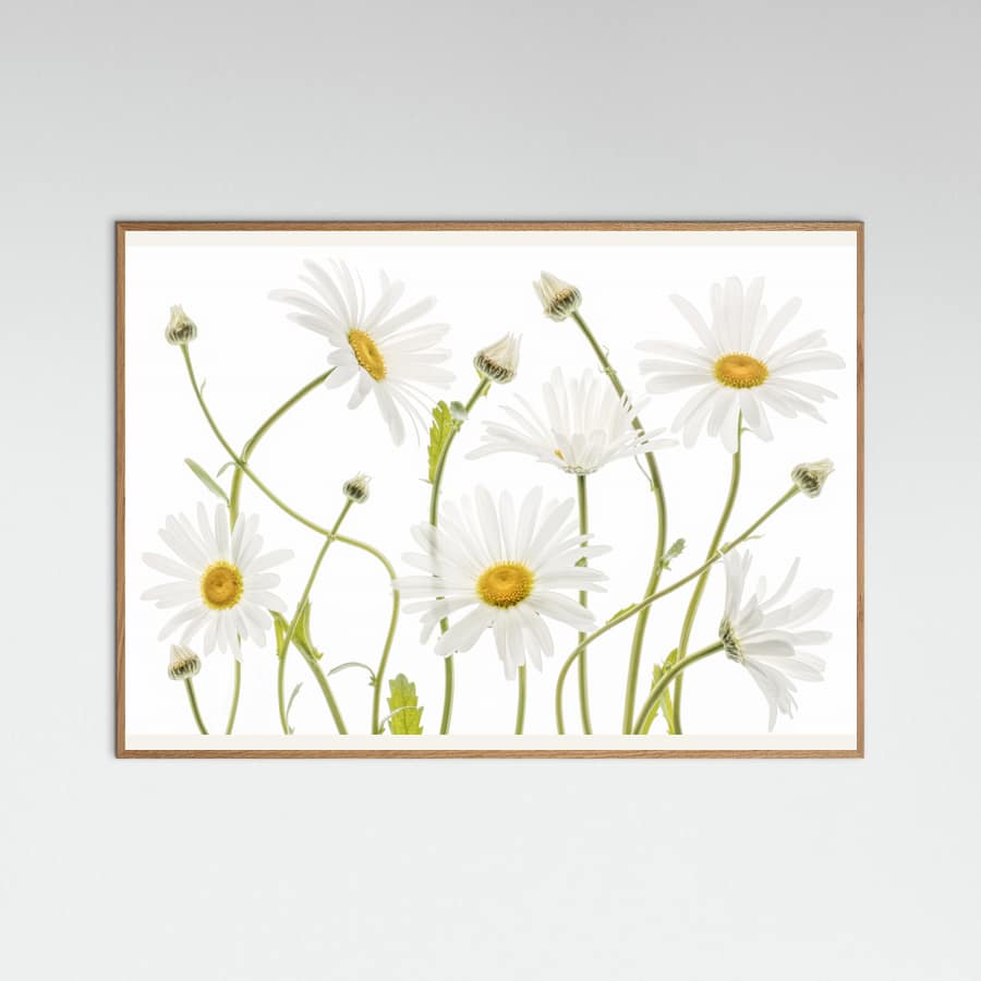 Ox eye Daisies Poster – poster and art print
